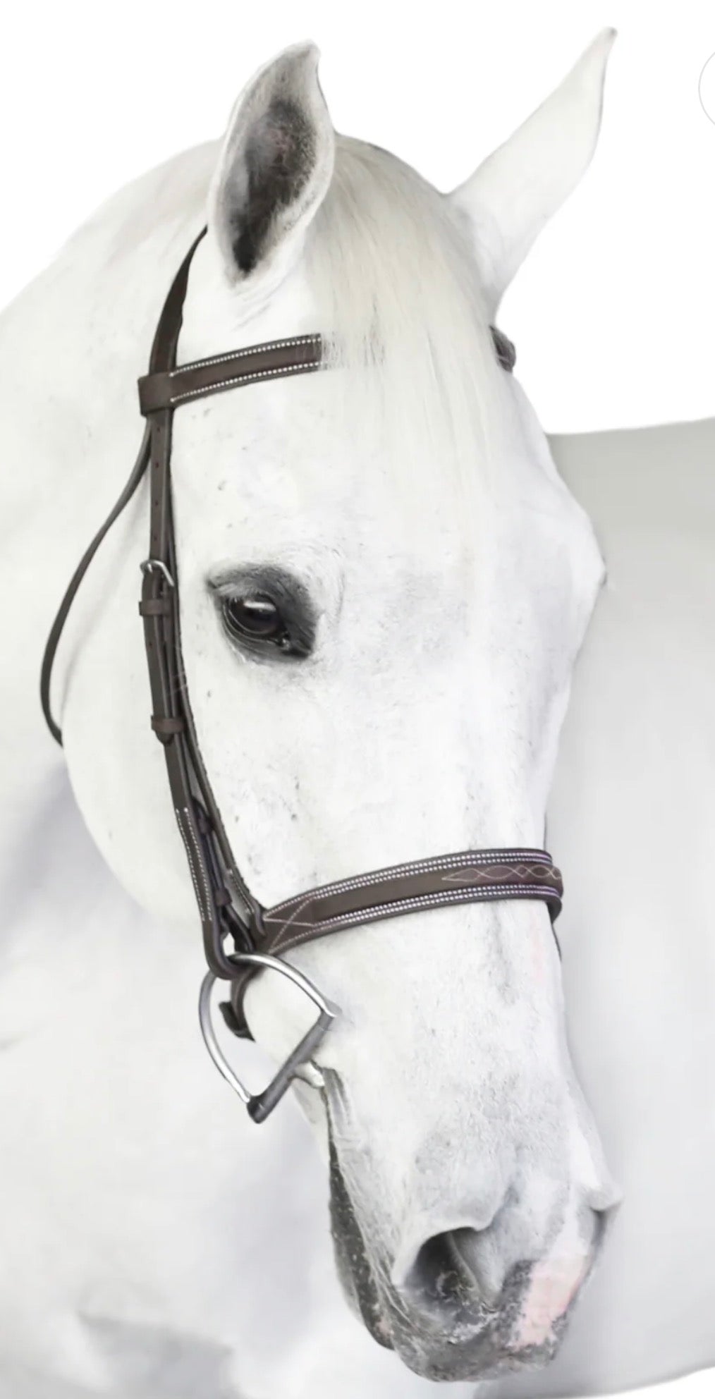 Wide A Circuit Horse Bridle