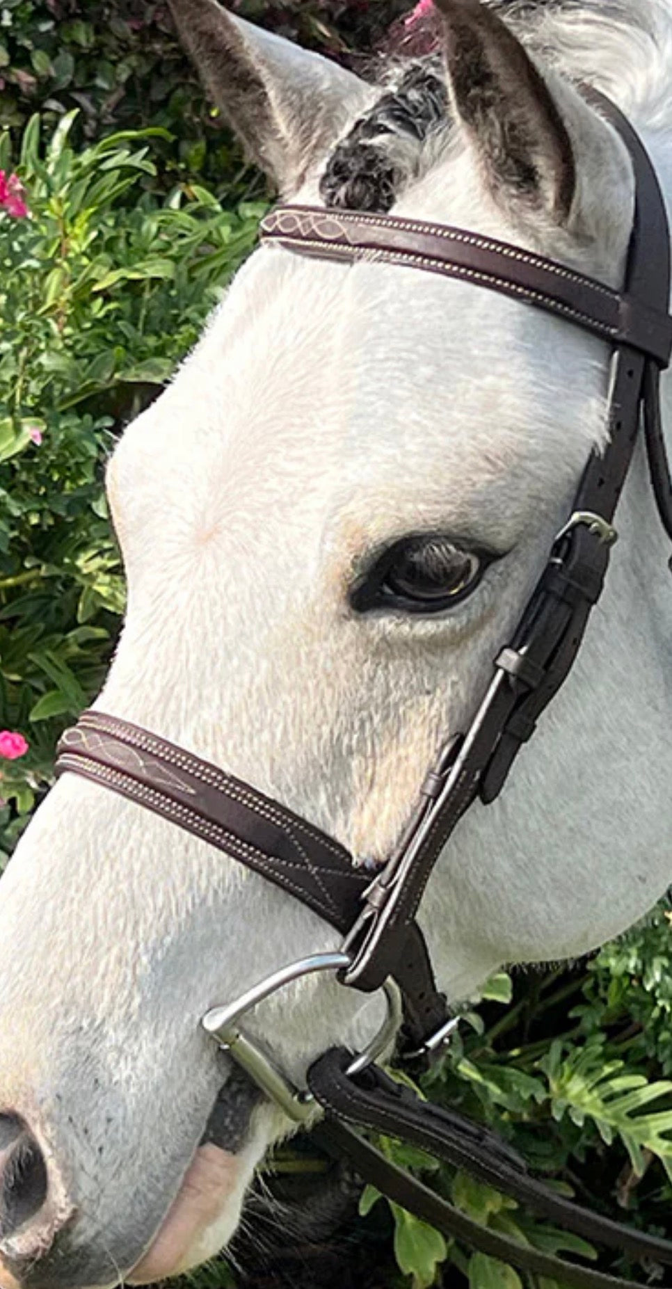 Wide A Circuit Pony Bridle 123-BB