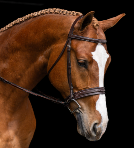 Bridle Fancy Dark Oil A Circuit Fancy Stitch