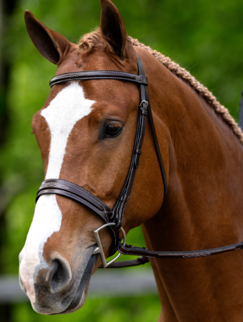 Bridle Fancy Dark Oil A Circuit Fancy Stitch