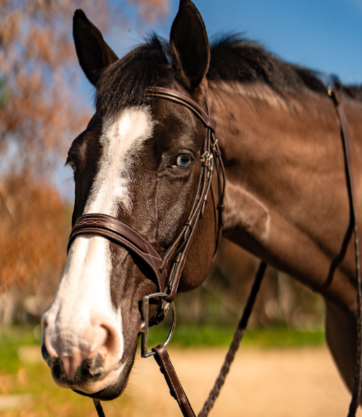 Bridle Fancy Dark Oil A Circuit Fancy Stitch